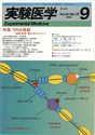 DNA複製ー細胞周期・癌化を中心として