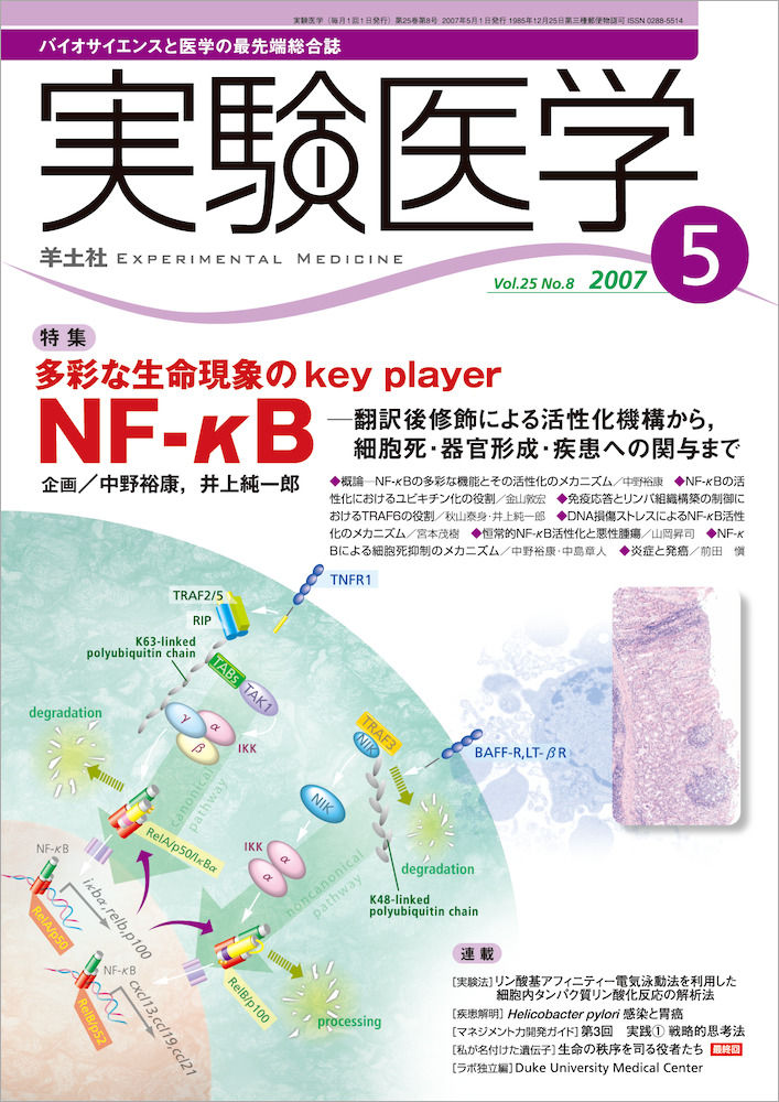 実験医学：多彩な生命現象のkey player NF-κB〜翻訳後修飾による活性化機構から，細胞死・器官形成・疾患への関与まで