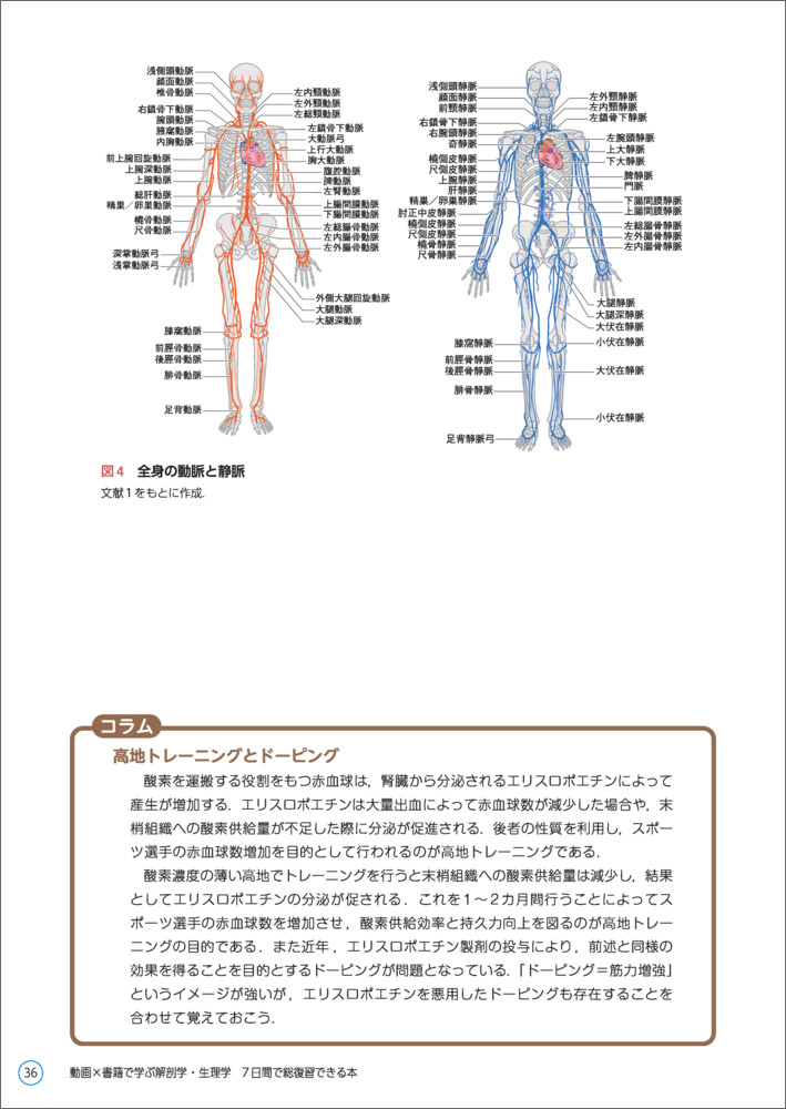 男性に人気！ 解剖学