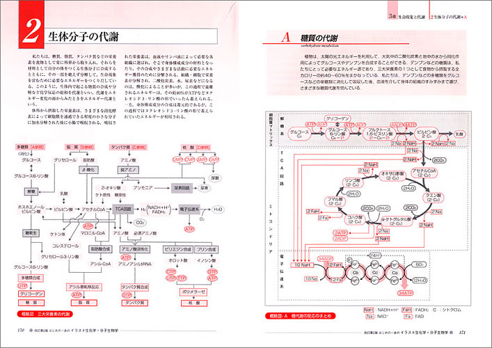 改訂第２版 はじめの一歩のイラスト生化学 分子生物学 羊土社