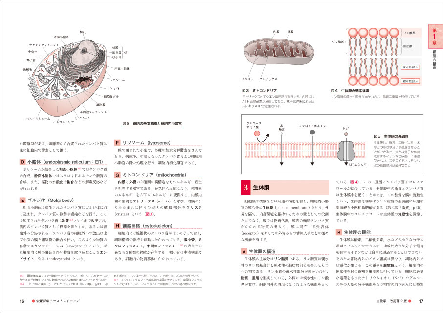 栄養科学イラストレイテッド 生化学 改訂第2版 羊土社