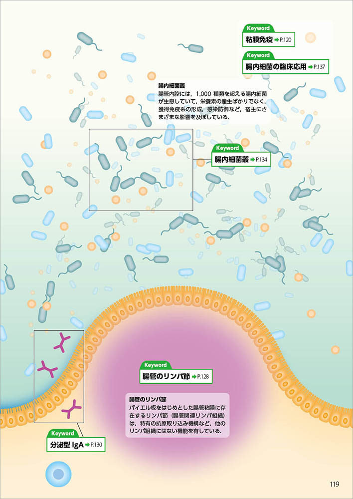 免疫ペディア 101のイラストで免疫学 臨床免疫学に強くなる 羊土社