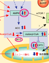 矢印の向きが一部異なっています