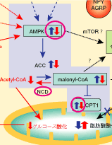矢印の向きが一部異なっています