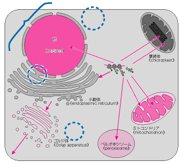 オルガネラの一部削除．核膜の追加・ゴルジ体との結合部追加