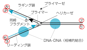 一部「5'」「3'」が逆