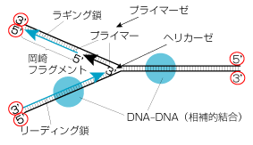 一部「5'」「3'」が逆