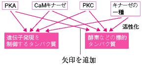 「PKA」→「酵素などの標的タンパク質」