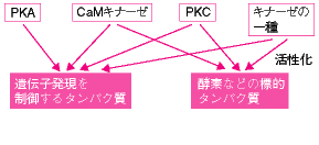 「PKA」　「酵素などの標的タンパク質」