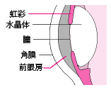 「虹彩」「前眼房」の位置訂正後