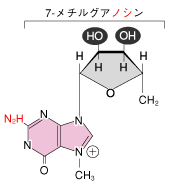 H2N-基追加，7-メチルグアノシン