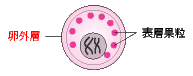 卵外層