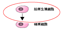 始原生殖細胞↓