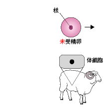 未受精卵から核を除去