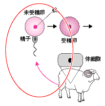 受精卵から核を除去