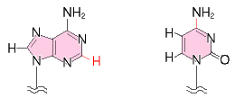 アデニン部のHの位置の変更、およびシトシンのアミノ基への結合が単結合になります