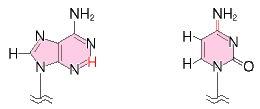 アデニン部のHの位置、およびシトシンのアミノ基への結合が二重結合