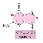 グアニンの1-6結合が単結合