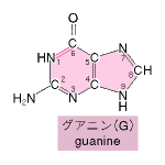 グアニンの1-6結合が二重結合