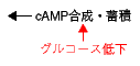 ↑グルコース低下