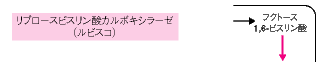 リブロース．．．，フクトース