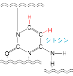 シトシンの部分に誤りがありました