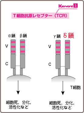T細胞抗原レセプター(訂正済)