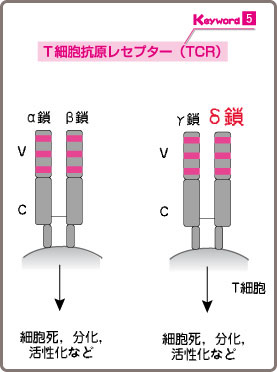 T細胞抗原レセプター（訂正済）