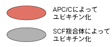 赤丸→APC/Cによってユビキチン化・灰丸→SCF複合体によってユビキチン化