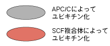 灰丸→APC/Cによってユビキチン化・赤丸→SCF複合体によってユビキチン化