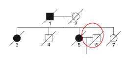 祖先からの関係性無し