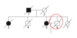 祖先からの関係性有り