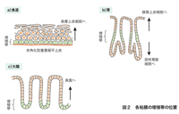 図2　各粘膜の増殖帯の位置