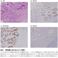 図2　胃粘膜におけるムチン発現