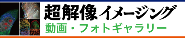 動画・フォトギャラリー