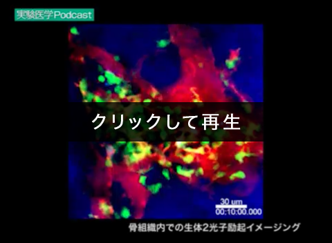 「骨組織内での生体2光子励起イメージング」00:00:04（菊田順一，久保厚子，島津　裕，石井　優）