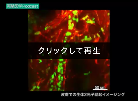 「皮膚での生体2光子励起イメージング」00:00:02（菊田順一，久保厚子，島津　裕，石井　優）