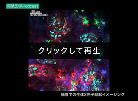「腸管での生体2光子励起イメージング」00:00:06（菊田順一，久保厚子，島津　裕，石井　優）