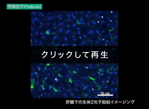 「肝臓での生体2光子励起イメージング」00:00:06（菊田順一，久保厚子，島津　裕，石井　優）