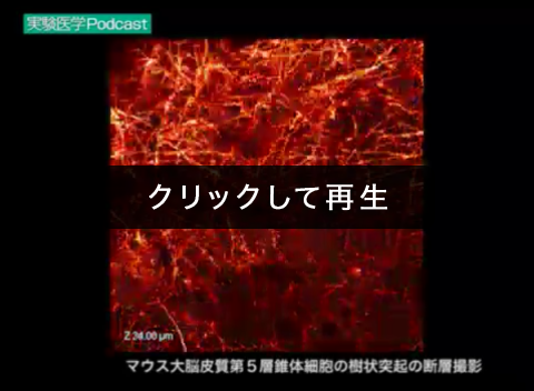 「マウス大脳皮質第5層錐体細胞の樹状突起の断層撮影」00:00:23（鍋倉淳一）