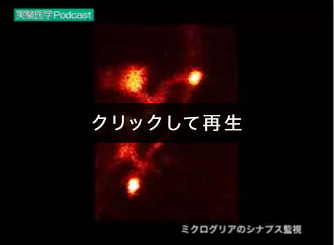 「ミクログリアのシナプス監視」00:00:40（鍋倉淳一）
