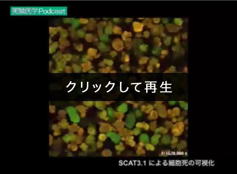 「SCAT3.1による細胞死の可視化」00:00:12（戸村道夫）