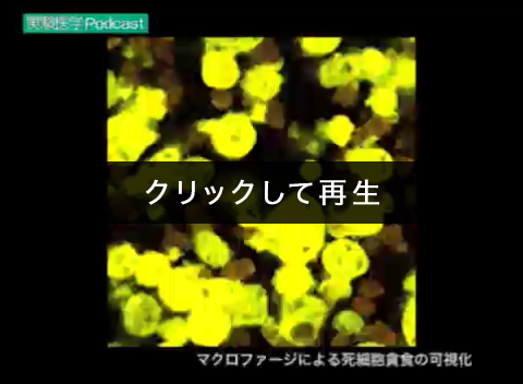 「マクロファージによる死細胞貪食の可視化」00:00:12（戸村道夫）
