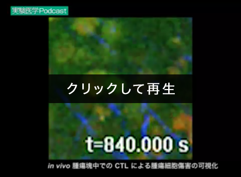 「in vivo腫瘍塊中でのCTLによる腫瘍細胞傷害の可視化」00:00:07（戸村道夫）