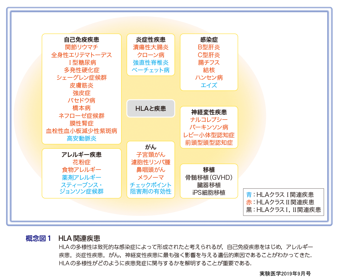 は 疾患 自己 免疫 と 特集：自己免疫疾患研究