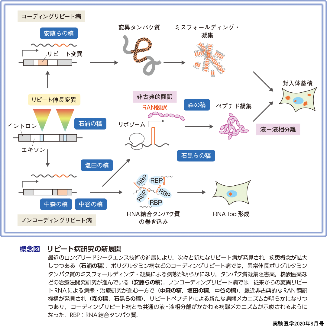 実験医学 Ran翻訳と相分離で紐解く リピート病 くり返し配列の 長さ が発症の原因となる謎に挑む