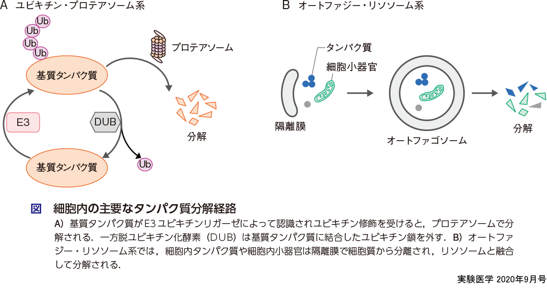 実験にも創薬にも使える！プロテインノックダウンプロテインノックダウン技術の沿革と今後の展開An overview and history of protein knockdown technology実験にも創薬にも使える！プロテインノックダウン