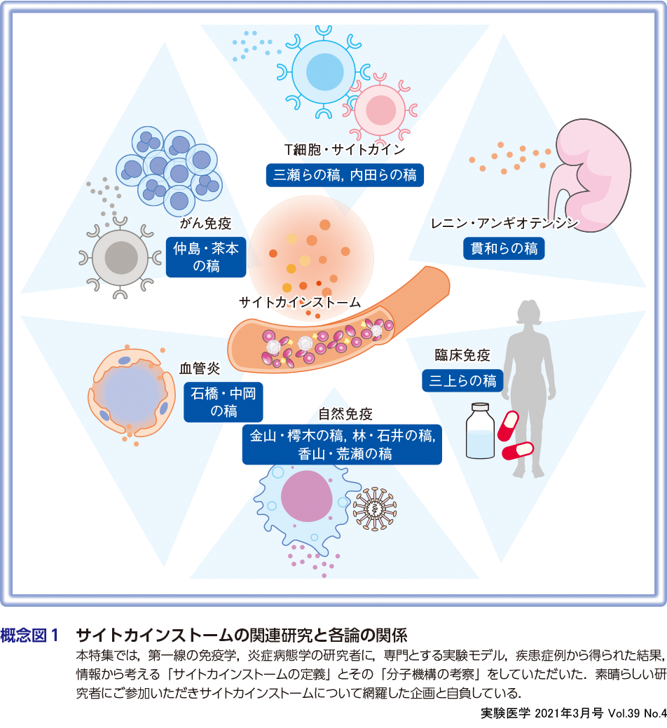 実験医学：免疫系の暴走 サイトカインストーム〜多様な疾患で生じる