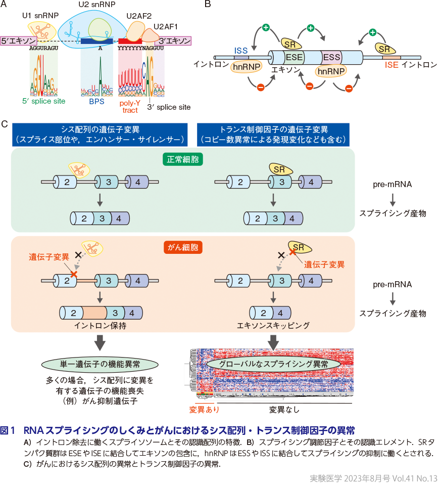 図1　RNAスプライシングのしくみとがんにおけるシス配列・トランス制御因子の異常