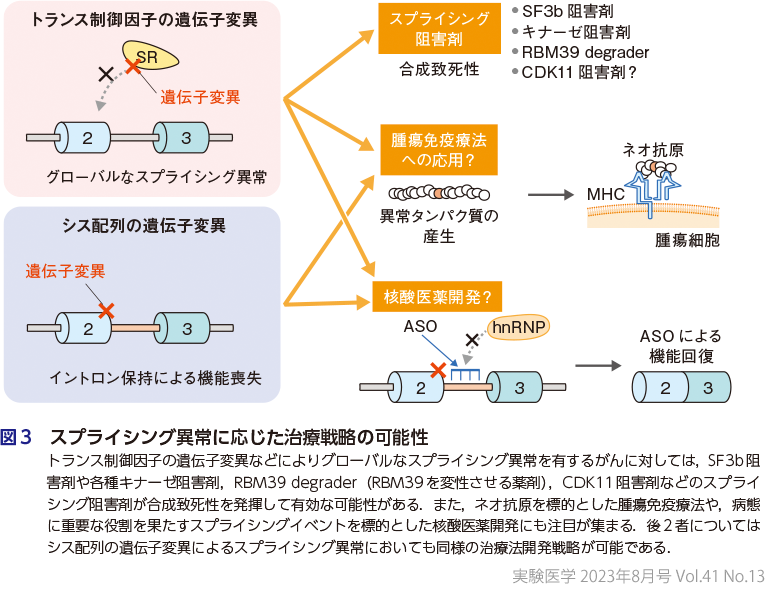 図3　スプライシング異常に応じた治療戦略の可能性